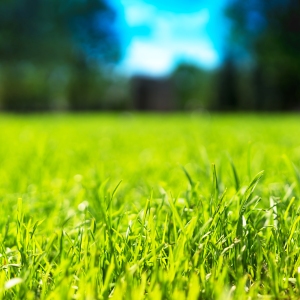 Close up view of a grass field or lawn