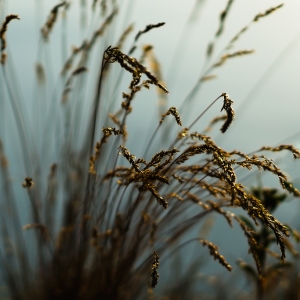 Close up macro view of rye crop or stalks, or barley