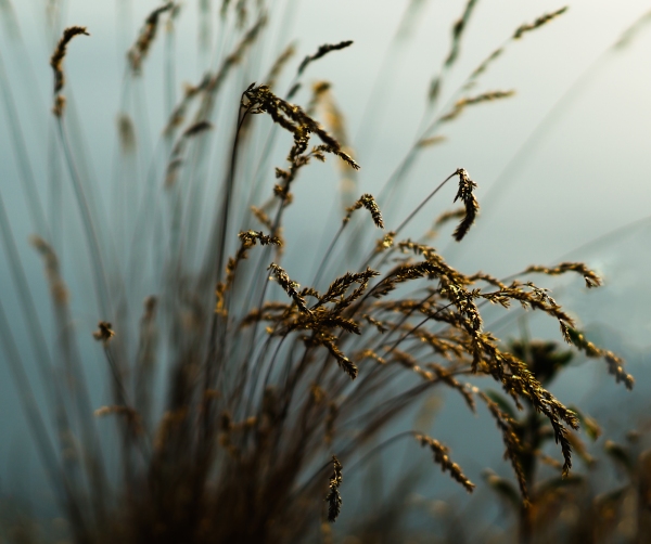 Close up macro view of rye crop or stalks, or barley