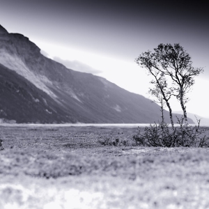 Lone tree on a flat plain with steep mountain range in the background in Northern Norway