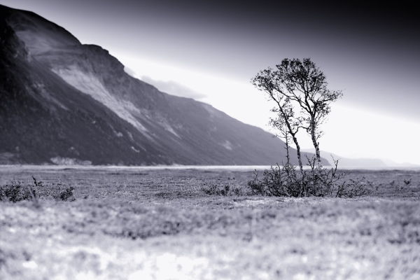 Lone tree on a flat plain with steep mountain range in the background in Northern Norway