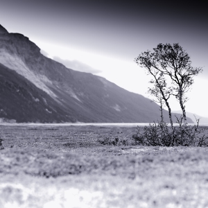 Lone tree on a flat plain with steep mountain range in the background in Northern Norway