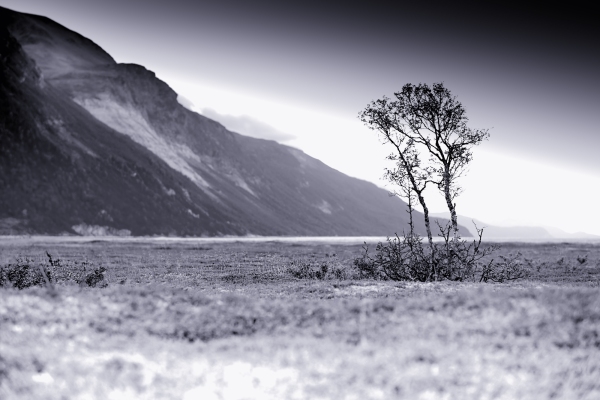 Lone tree on a flat plain with steep mountain range in the background in Northern Norway