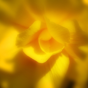 An extreme close up image of a yellow rose bloom