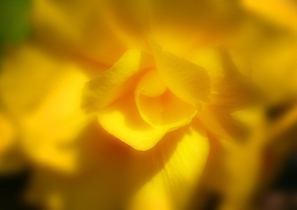 An extreme close up image of a yellow rose bloom