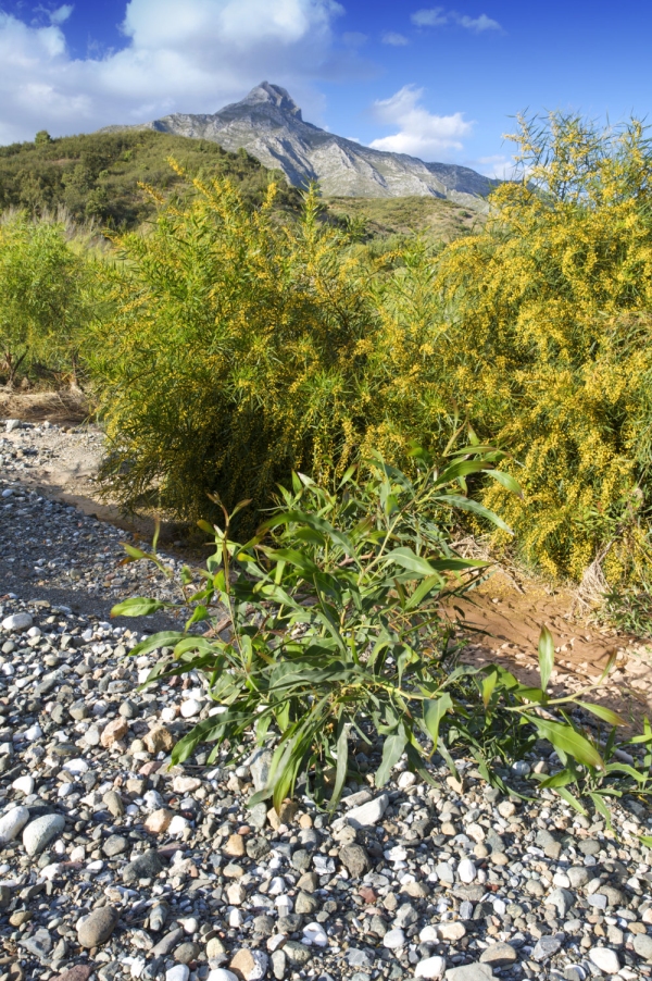 A dry river bed in Southern Spain