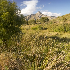 Overgrown river bed in Southern Spain