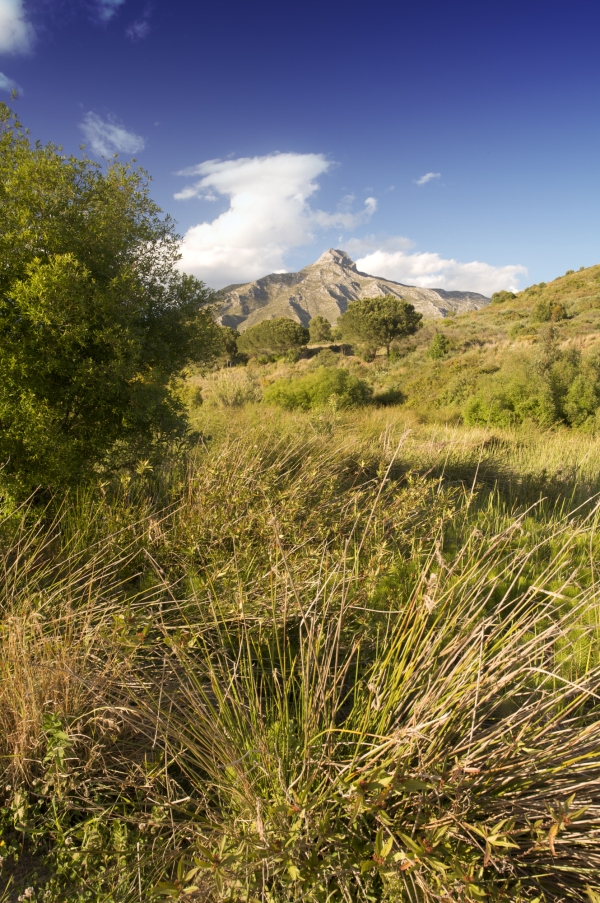 Overgrown river bed in Southern Spain