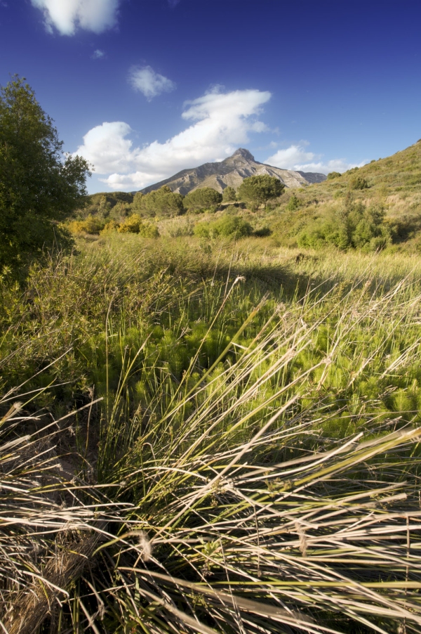 Marshy river bed on the Rio Verde in Southern Spain