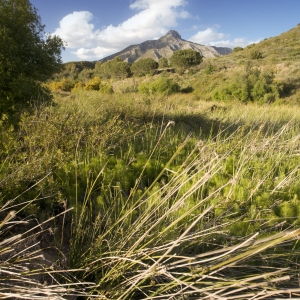 Marshy river bed on the Rio Verde in Southern Spain