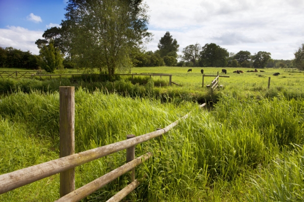 An English water meadow on a sunny summer's day