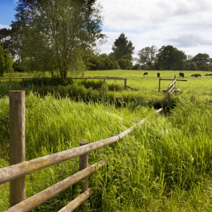 An English water meadow on a sunny summer's day