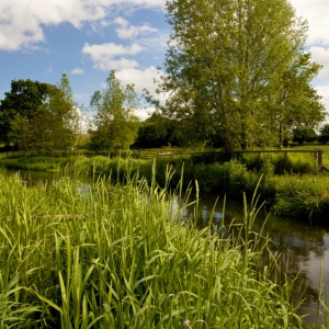 A lowland chalk stream in early summer