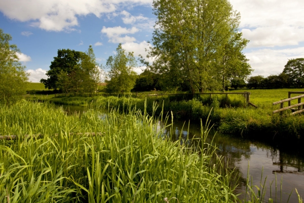 A lowland chalk stream in early summer