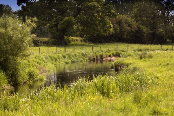 A trout stream in June