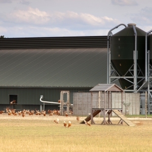 Free range hens on a modern chicken farm