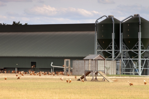 Free range hens on a modern chicken farm