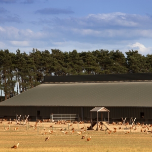 A free range chicken farm