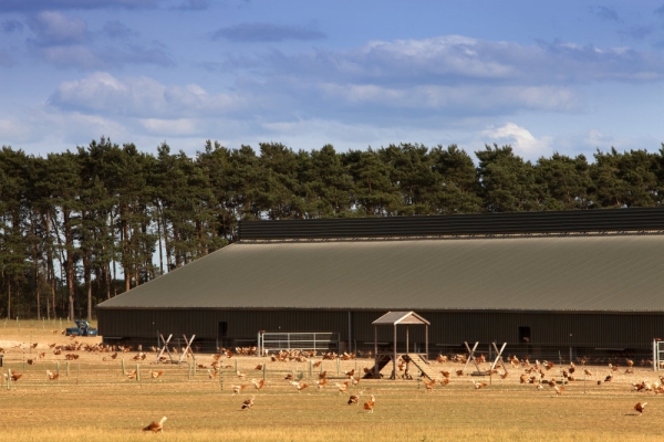 A free range chicken farm