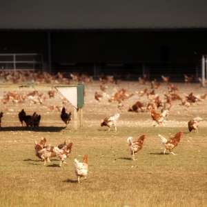 Free range hens on a modern chicken farm