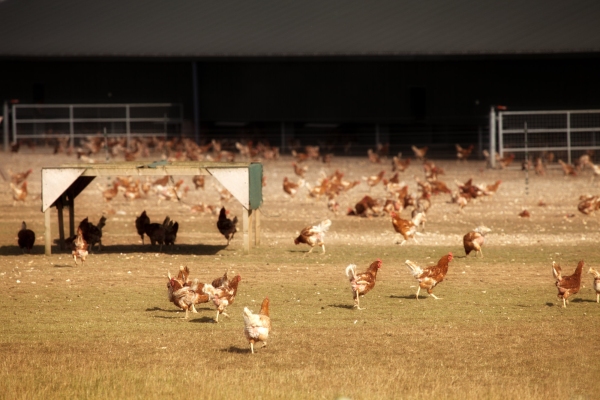 Free range hens on a modern chicken farm