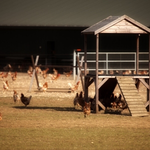 A modern free range egg producing farm