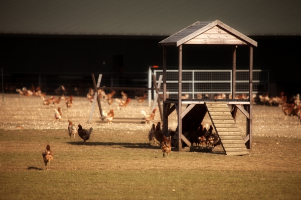 A modern free range egg producing farm