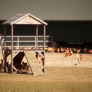 A modern free range chicken farm