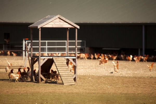 A modern free range chicken farm