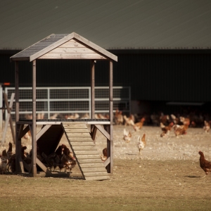 A modern free range chicken farm, complete with climbing frames