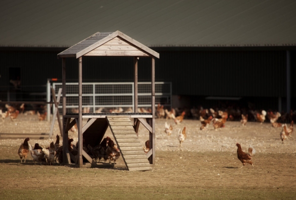 A modern free range chicken farm, complete with climbing frames