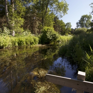 An overgrown river in summer