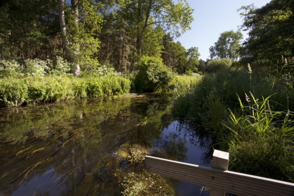 An overgrown river in summer