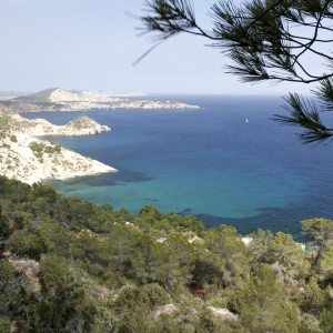 A beautiful view across the Ibiza coastline with coniferous woodland in the foreground