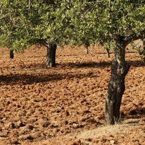 An ancient olive grove or orchard on a mediterranean farm