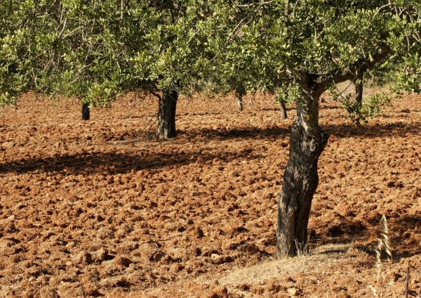 An ancient olive grove or orchard on a mediterranean farm