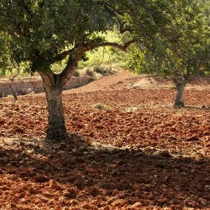 An ancient olive grove or orchard on a mediterranean farm