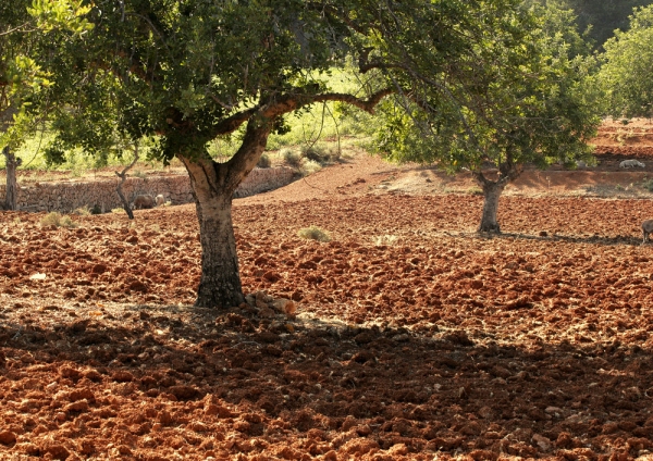 An ancient olive grove or orchard on a mediterranean farm