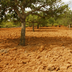 A recently cultivated olive grove on a mediterranean farm