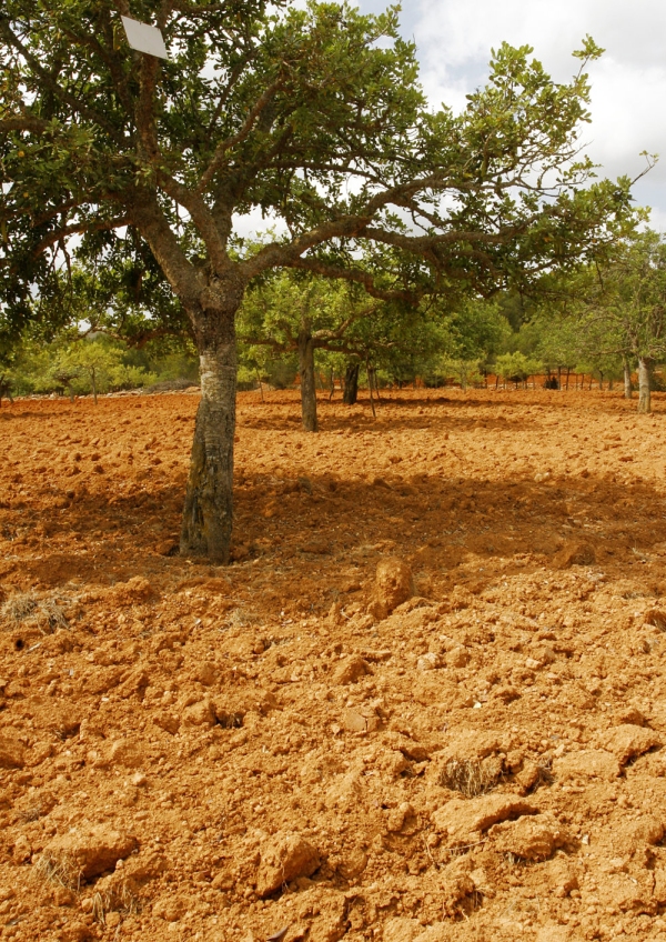 A recently cultivated olive grove on a mediterranean farm