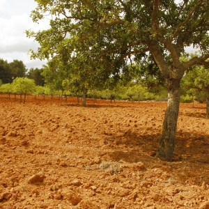 A recently cultivated olive grove or orchard on a mediterranean farm