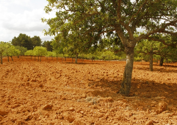 A recently cultivated olive grove or orchard on a mediterranean farm