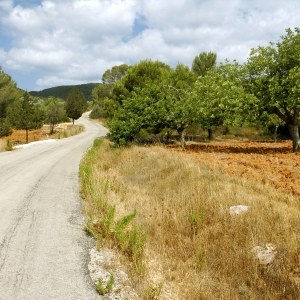 A road through the olive orchards on a mediterranean farm