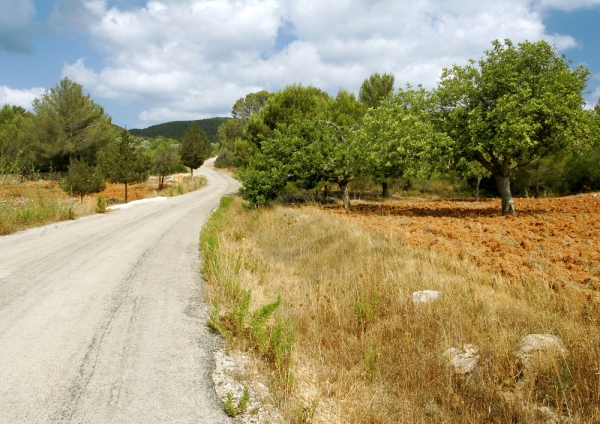 A road through the olive orchards on a mediterranean farm