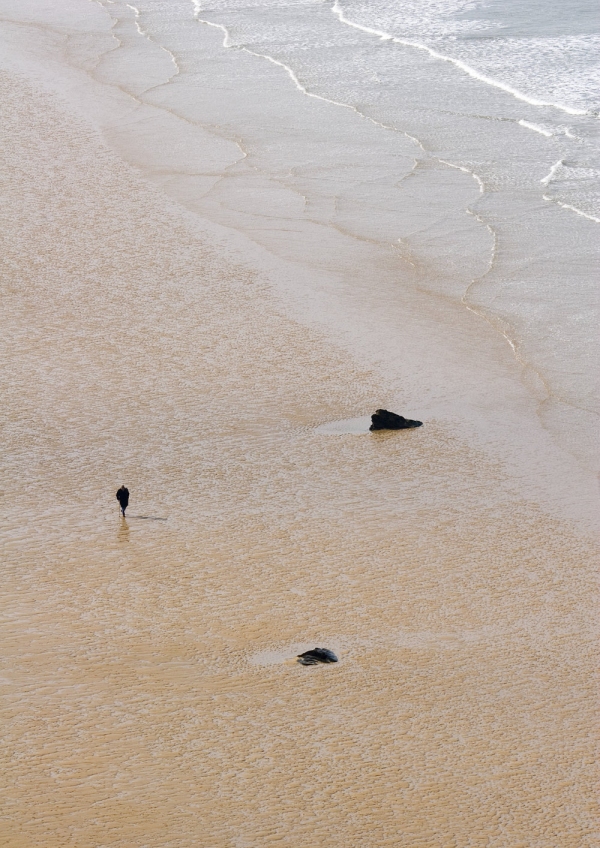 Solitary walker along a large sandy beach at low tide