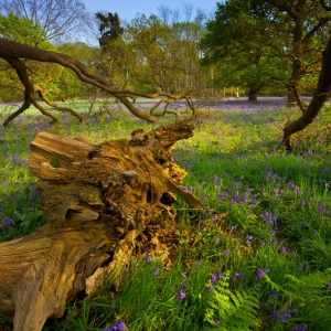 Ancient wood with rotting trees, bluebells and undisturbed wildlife habitat