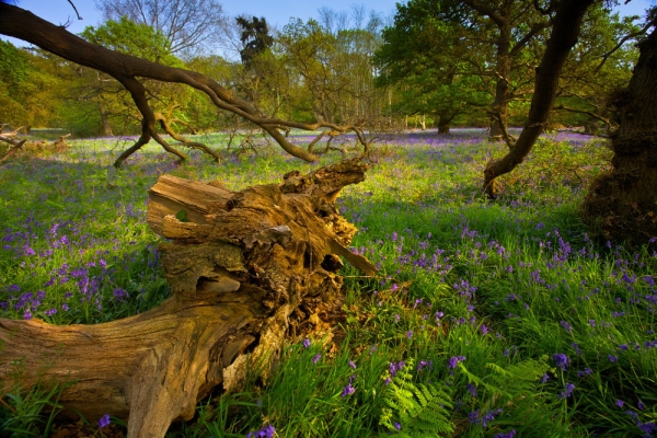 Ancient wood with rotting trees, bluebells and undisturbed wildlife habitat