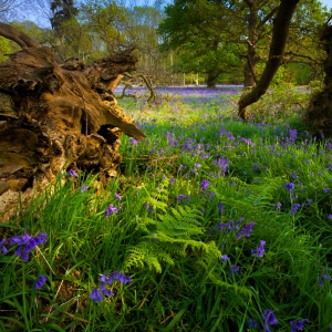 An English bluebell wood in spring