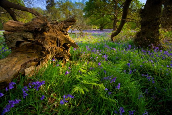 An English bluebell wood in spring