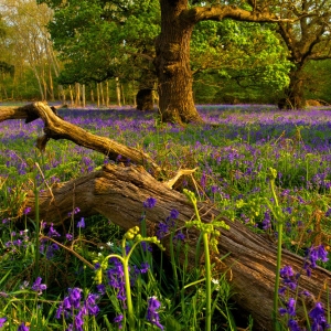 A rotting tree stump in an ancient wood, surrounded by bluebells